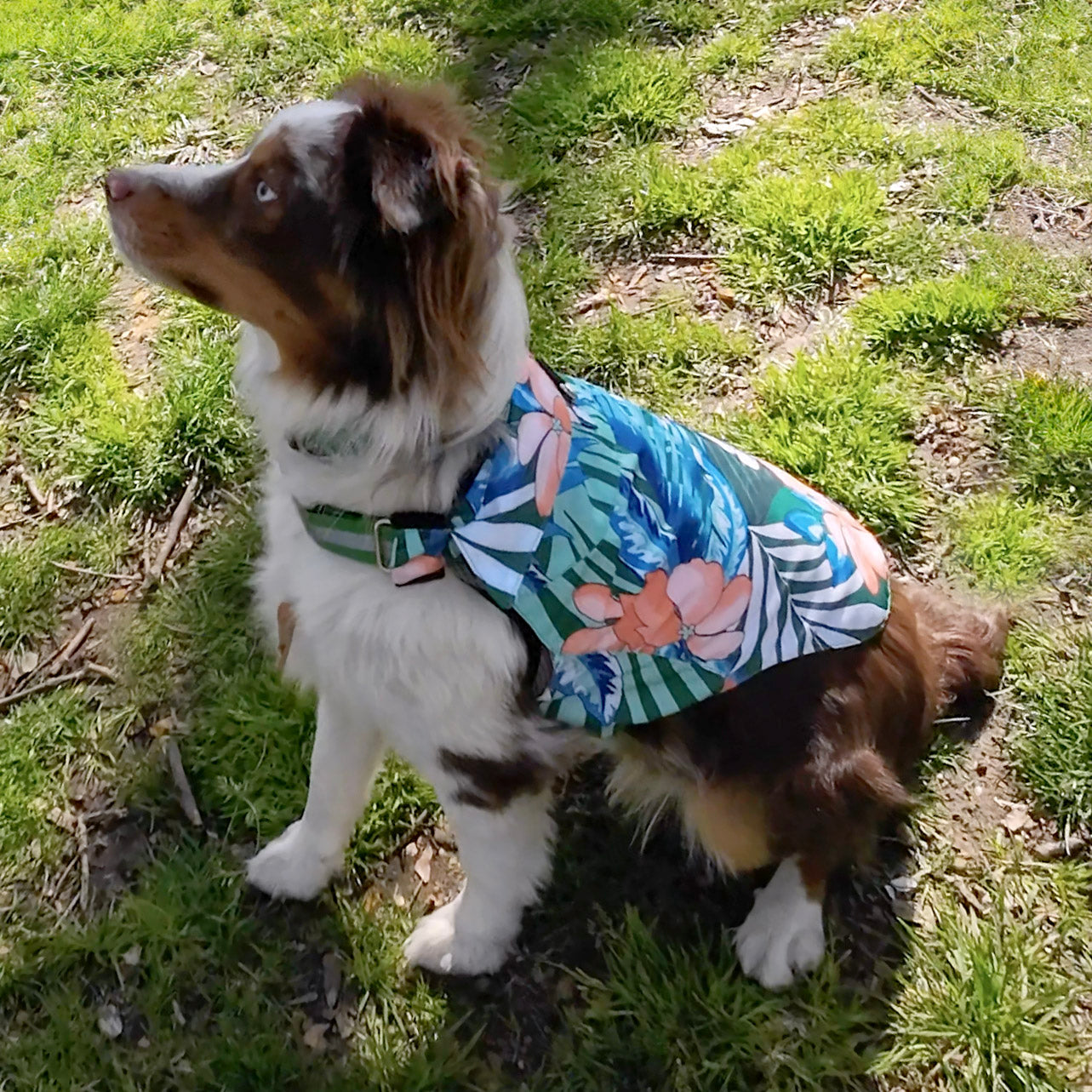 hawaiian shirt for dogs fashion