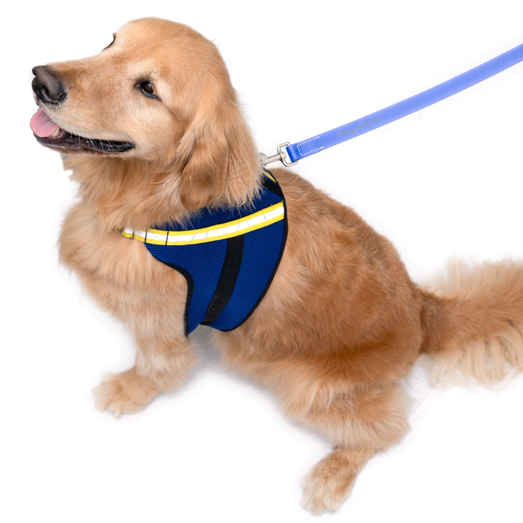 K9 Wear Sizing Guide How to Measure Your Dog for a Harness Clothing