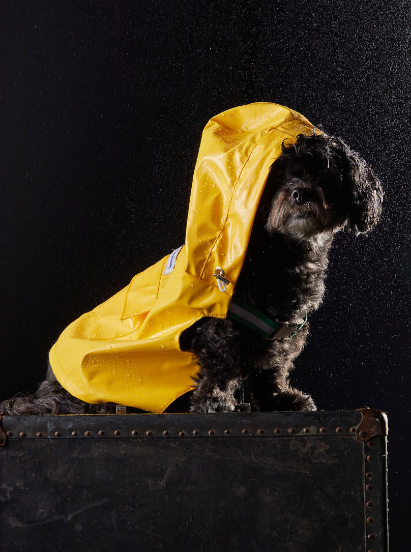 tommy bahama raincoat for dogs