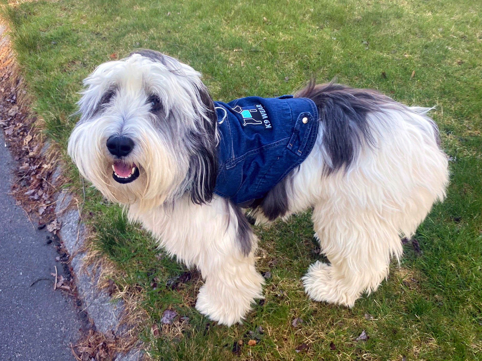 xena wearing k9wear dog denim jacket